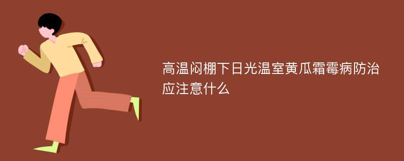 高温闷棚下日光温室黄瓜霜霉病防治应注意什么